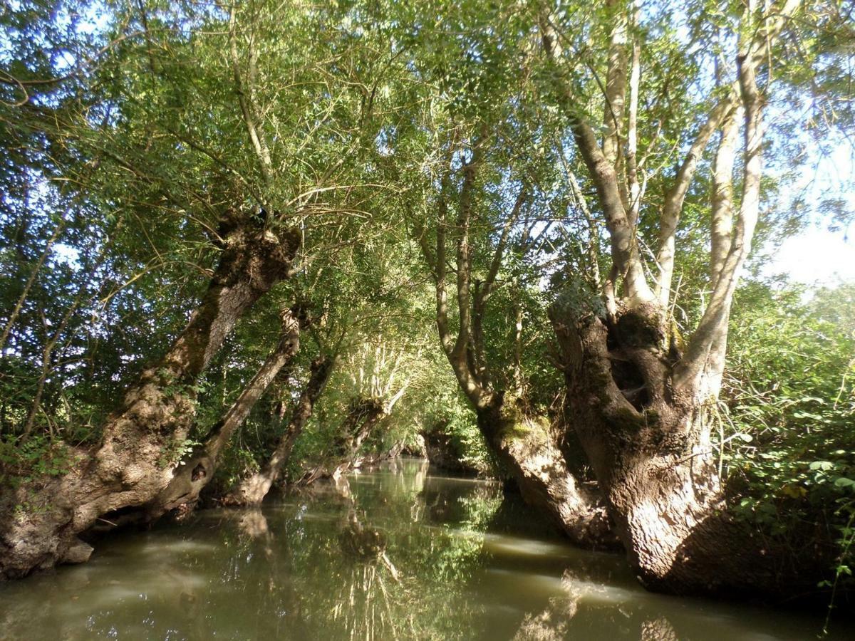 La Libellule